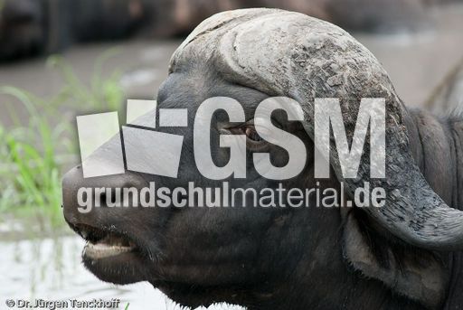 Afrikanischer Büffel (65 von 102).jpg